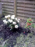Rhododendron Silvia,Azalee.webp