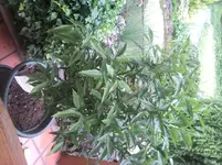 Zitrusbilder incl. alles mögliche 007.webp