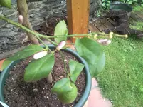 Zitrusbilder incl. alles mögliche 008.webp