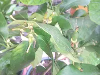 Zitrusbilder incl. alles mögliche 009.webp