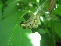 20090518_8339.webp