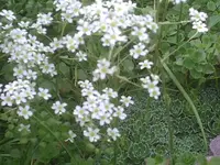 Steinbrech.webp