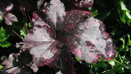 0b6.webp