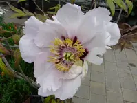 P1030424.webp
