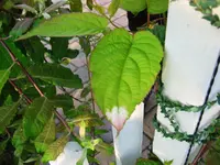 Bild 018.webp