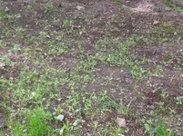 bald blumenwiese.webp