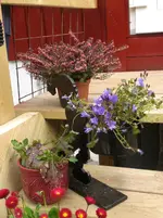 campa aster erica.webp