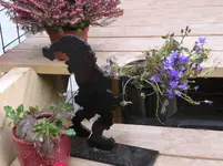 campanula.webp