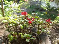 rhododendron.webp