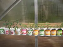 tomaten.webp