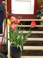 tulpe1.webp