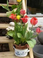tulpe2.webp