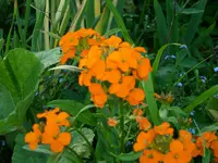 Orange2.webp