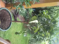 Zitrusbilder incl. alles mögliche 006.webp