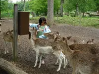 Rehe II.webp Rehe II.webp