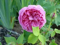 Str.rose.webp