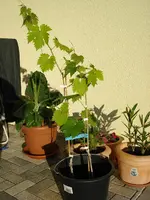 Wein May 09.webp Wein May 09.webp