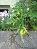 20090518_8320.webp