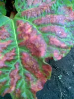 Bild000.webp