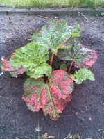 Bild005.webp