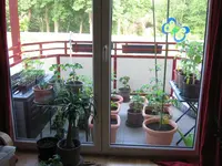 tomaten.webp