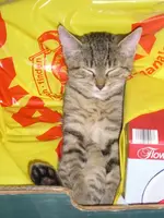 Bin so müde, packen die mich nicht mal aus.webp