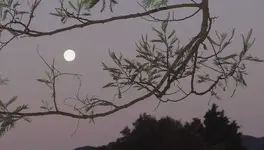 Mond.webp