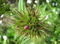 20090518_8341.jpg