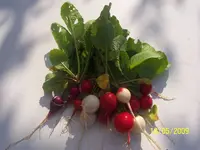 100_1615.webp