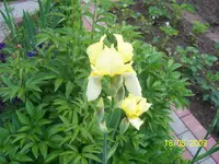 100_1617.webp