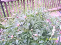100_1619.webp