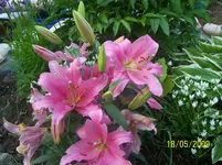 100_1621.webp