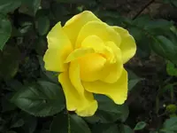Neue Kletterrose2.webp