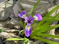 Neue Iris am Teich.webp