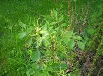 Rosenstockvirus_0321.webp