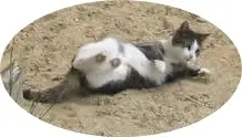 Terrasse für die Katz.webp
