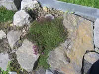 IMGP1459.webp