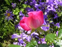 Vorgartenrose 1.webp