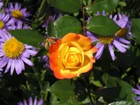 Vorgartenrose 2.webp
