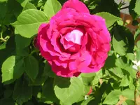Vorgartenrose 3.webp