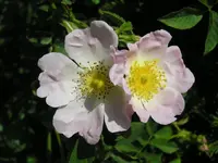 Der wilde Teil von roter Kletterrose.webp