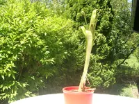 CIMG3501.webp