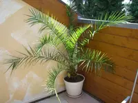 Balkon3.webp