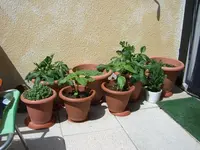 balkon5.webp
