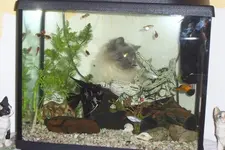 Krümel Aquarium.webp