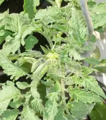 tomate01.webp