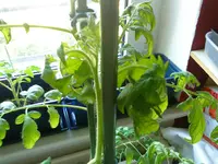 DSC00607[1].webp