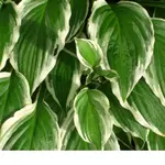 CIMG1327.webp