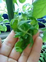 Teeny.webp