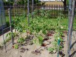 Tomaten,17-05-2009.jpg